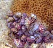 predates coral; Photo: J. Dafni
